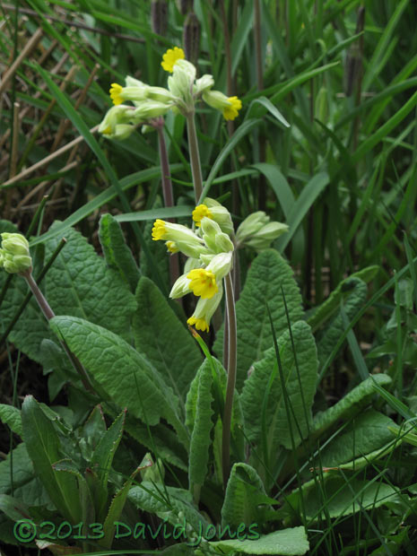 Cowslips, 17 April 2013