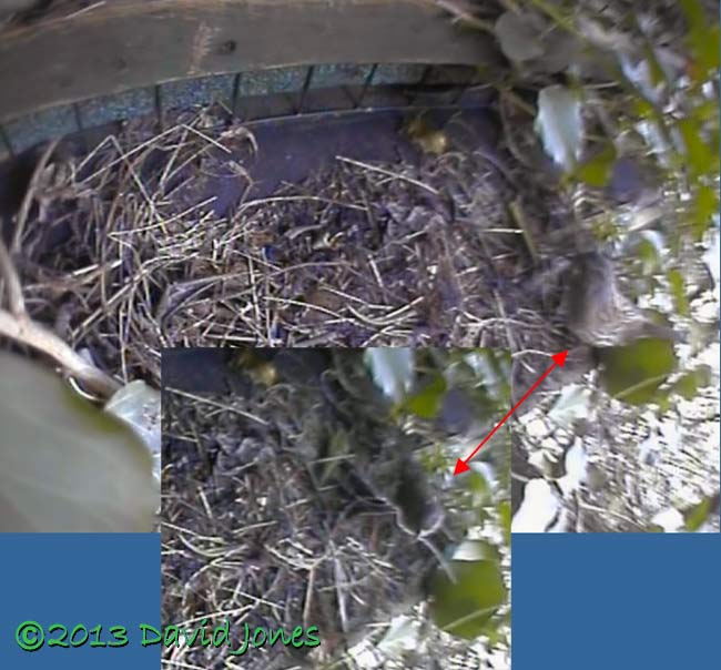 Dunnock at monitored nest site, 17 April 2013