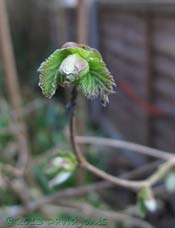 Common Hazel leaf bud opens, 17 April 2013