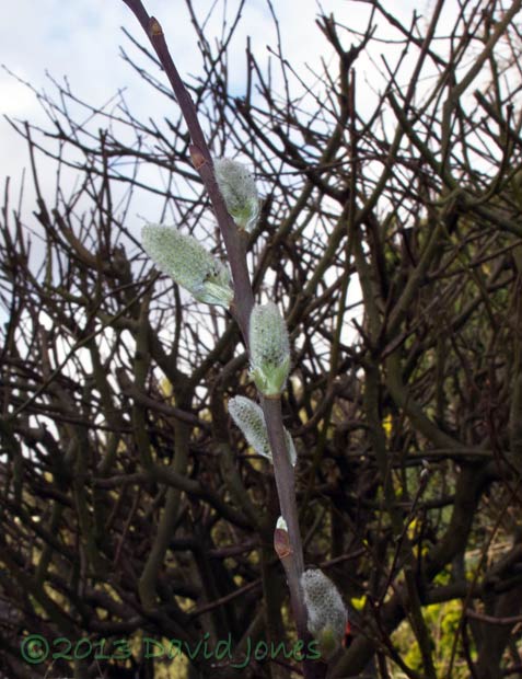 Willow catkins, 17 April 2013