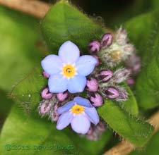 First Forget-me-nots to flower, 21 April 2013
