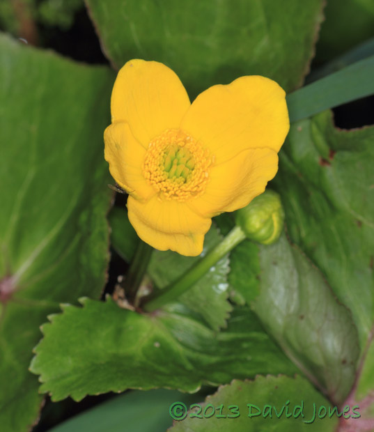 Marsh Marigold - first flower, 21 April 2013