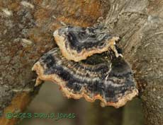 Bracket fungus (Coriolus versicolor), 23 April 2013