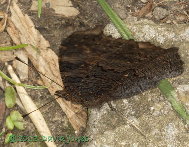 Peacock butterfly with wings folded, 23 April 2013