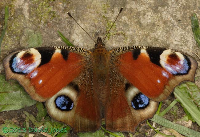 Peacock butterfly, 23 April 2013