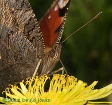 Peacock butterfly feeds at Dandelion, 23 April 2013