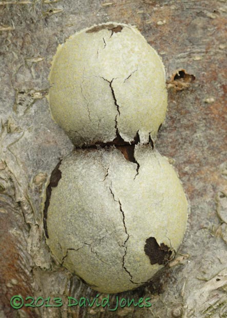 Slimemould (Reticularia lycoperdon), 23 April 2013