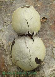 Slimemould (Reticularia lycoperdon), 23 April 2013