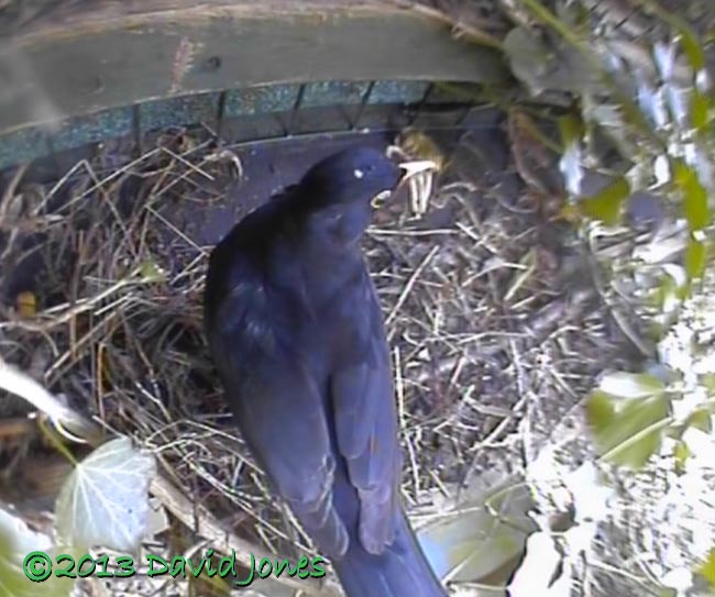 Male Blackbird visits monitored site with worms, 29 April 2013