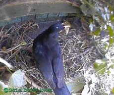 Male Blackbird visits monitored site with worms, 29 April 2013