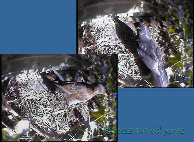 Blackbird pair visit monitored site at dawn, 30 April 2013