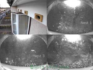 House Martin nest boxes & Swift boxes, 30 April 2013