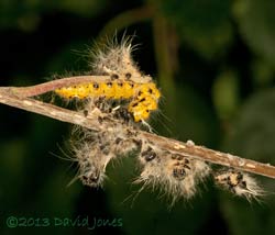 Buff-tip caterpillars - dead caterpillar after moult, 1 August 2013