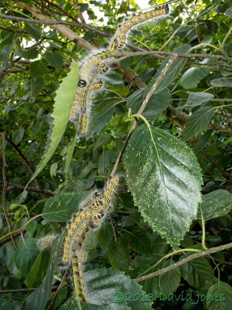 Buff-tip caterpillars - group splits up after 4th moult, 1 August 2013