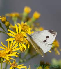Large White butterfly on Ragwort, 1 August 2013
