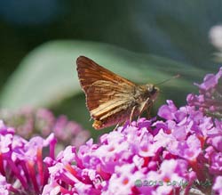 Large Skipper butterfly on Buddleia, 1 August 2013
