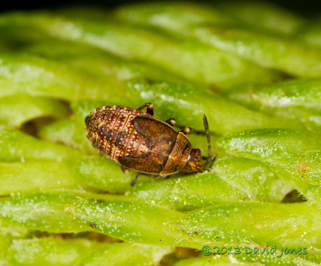 Nymph of leaf or seed bug on Birch seed head, 2 August 2013