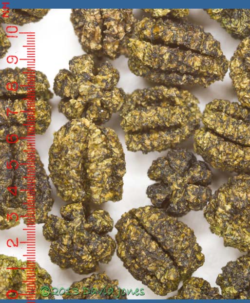 Frass produed by 5th instar Buff-tip caterpillars, 2 August 2013