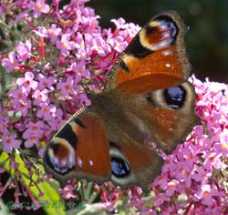 Peacock butterfly on Buddleia, 2 August 2013