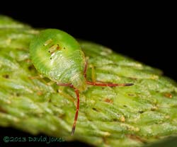 Late instar stage of Hawthorn Shieldbug, 2 August 2013