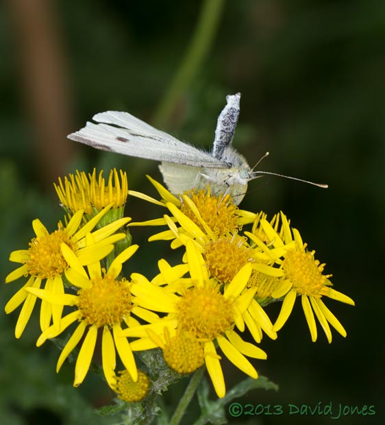 Small White female responds to approaching male, 2 August 2013