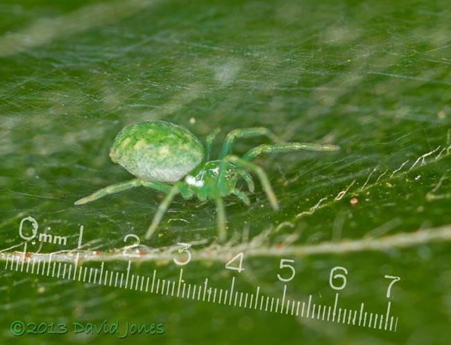 Green spider on Birch leaf, 4 August 2013