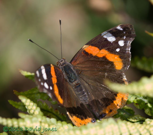 Red Admiral on fern, 4 August 2013