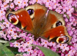 Peacock butterfly on Buddleia, 4 August 2013