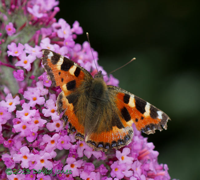 Small Tortoiseshell on Buddleia - 1, 4 August 2013