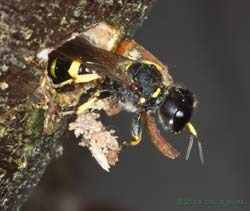 Solitary wasp leaves its burrow, 6 August 2013