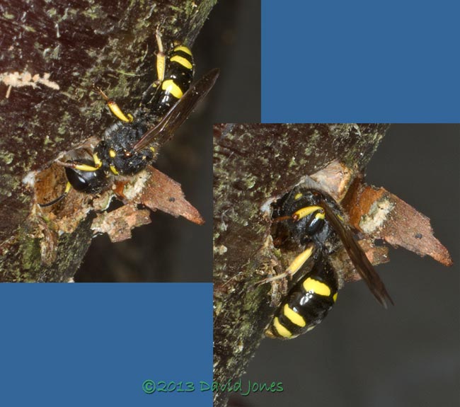Solitary wasp at burrow entrance, 7 August 2013