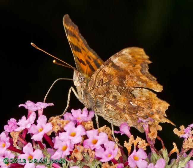 Comma butterfly on Buddleia, 8 August 2013