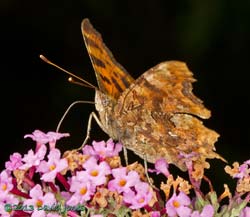 Comma butterfly on Buddleia, 8 August 2013