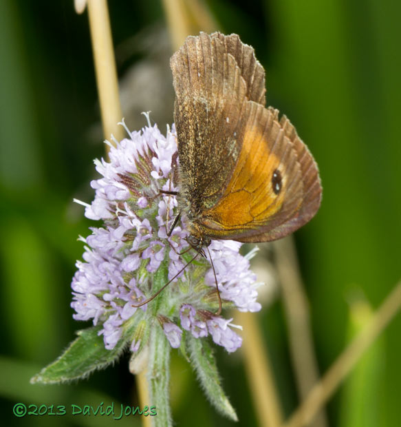 Gatekeeper feeds at Mint - 1, 8 August 2013