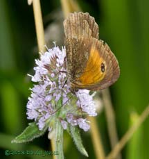 Gatekeeper feeds at Mint, 8 August 2013