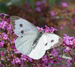 Large White on Buddleia, 8 August 2013