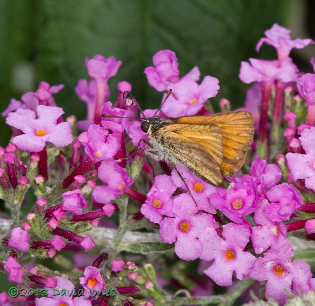 Large Skipper on Buddleia - 1, 8 August 2013