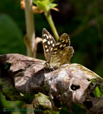 Speckled Wood in dappled shade, 8 August 2013