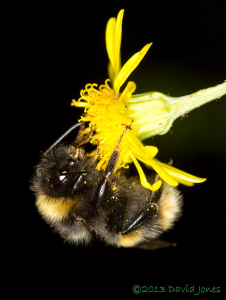 Garden Bumblebee roosting on Ragwort flower, 10 August 2013
