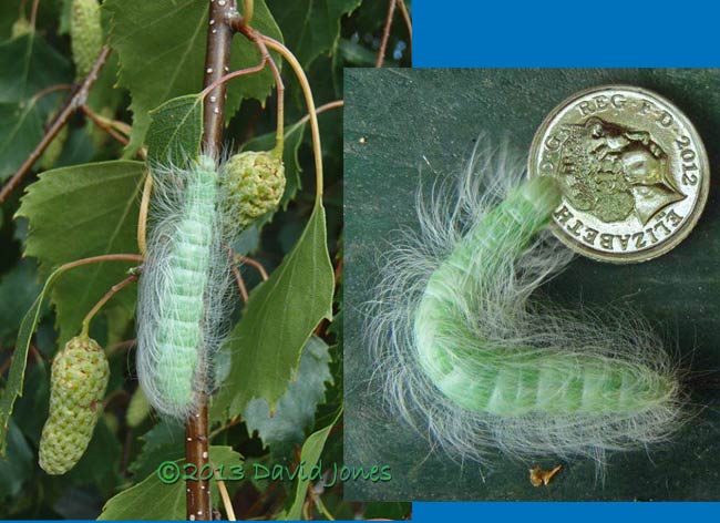 Caterpillar of the Miller Moth on Birch, 10 August 2013