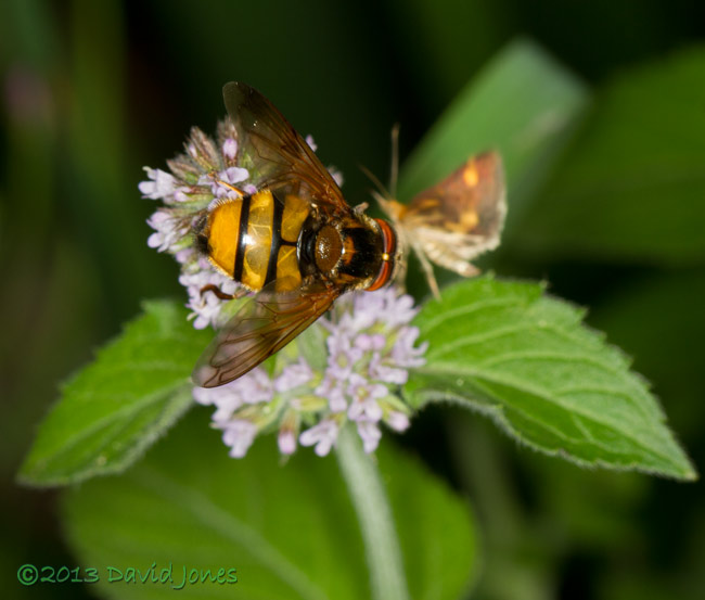 Volucella inanis (a hoverfly) on Mint - 1, 10 August 2013