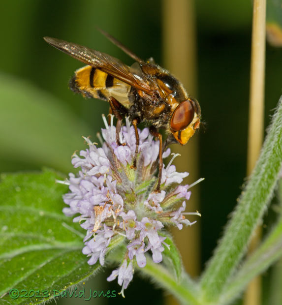 Volucella inanis (a hoverfly) on Mint - 2, 10 August 2013