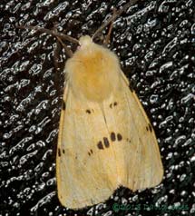 Buff Ermine moth on Kitchen door, 10 August 2013