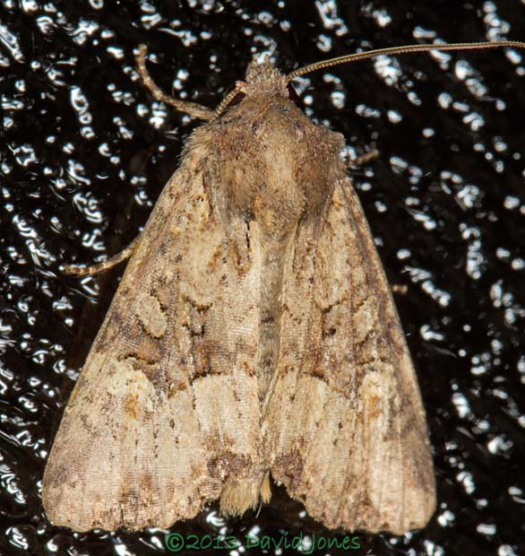 Moth (unidentified) on kitchen door, 10 August 2013