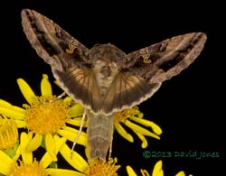 Silver Y moth on Ragwort, 10 August 2013
