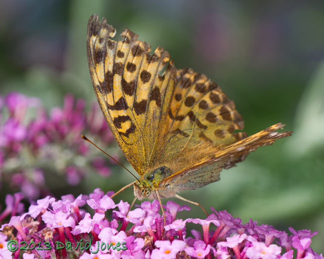 Silver-washed Fritillary on Buddleia - 1b, 11 August 2013