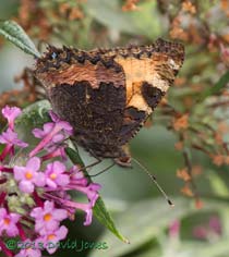 Small Tortoiseshell on Buddleia - 1, 11 August 2013