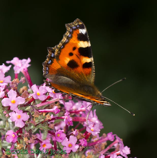 Small Tortoiseshell on Buddleia - 2b, 11 August 2013
