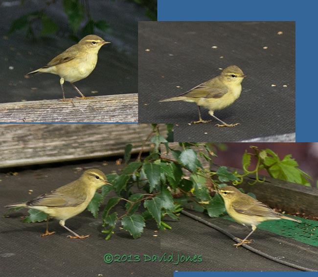 Chiffchaffs vist the garden, 12 August 2013