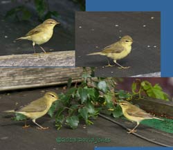 Chiffchaffs vist the garden, 12 August 2013